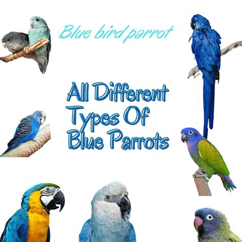 Blue bird parrot - All Different Types Of Blue Parrots