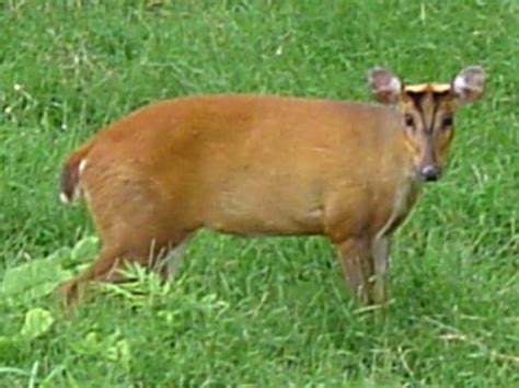 Muntjac Deer – UK Invasive Species | HubPages