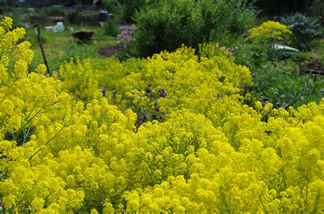 Growing Woad | susan dye