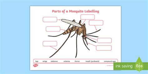 Part of a Mosquito Labelling Worksheet (teacher made)