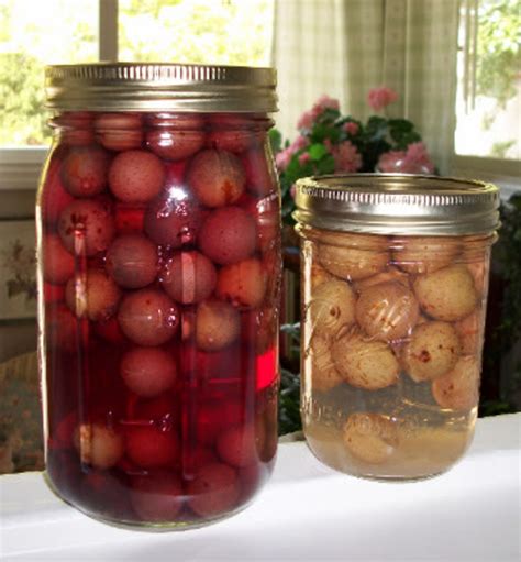 Muscadine Juice Wine Recipe | Dandk Organizer