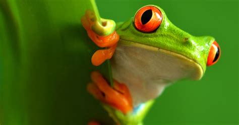 Red Eyed Tree Frog Facts For Kids: Information, Pics & Video