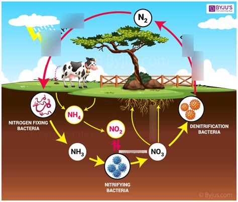 Nitrogen Cycle Diagram | Quizlet