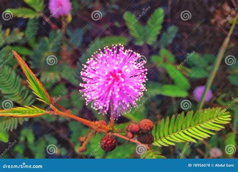 Mimosa Pudica stock photo. Image of leaves, angsana, sensitive - 78956078