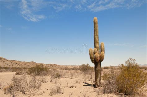 Cactus In A Desert Landscape. Stock Photo - Image of altiplano, clear: 16735642