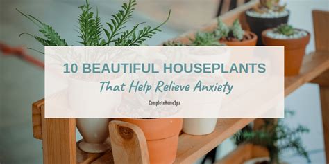 10 Best Indoor Plants for Anxiety and Stress Relief