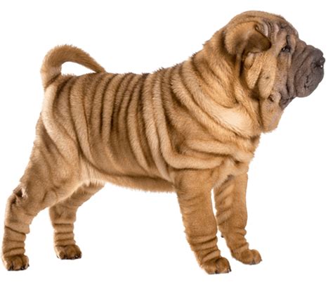 Chinese Shar Pei Mixed With Bulldog - Caini Romania