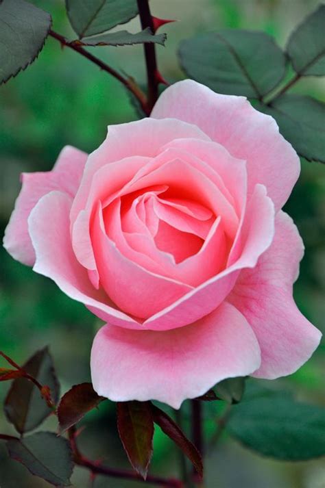 Queen Elizabeth, Hybrid Tea rose. | Hybrid tea roses, Tea roses, Rose flower