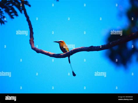 Motmot bird hi-res stock photography and images - Alamy