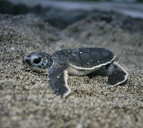 I've always thought baby sea turtles were the cutest : r/aww