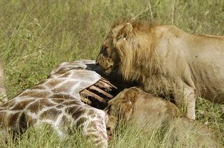 Lions eating giraffe | We captured this pack of young male l… | Flickr