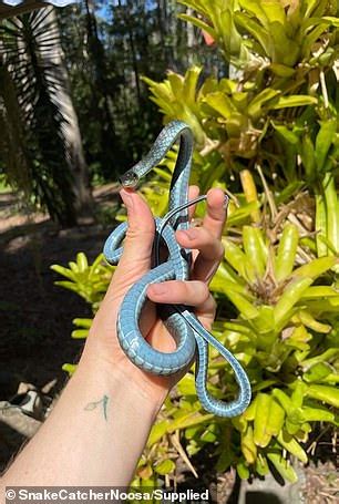 Snake catcher shows off a bright blue tree snake he caught in Queensland - ReadSector