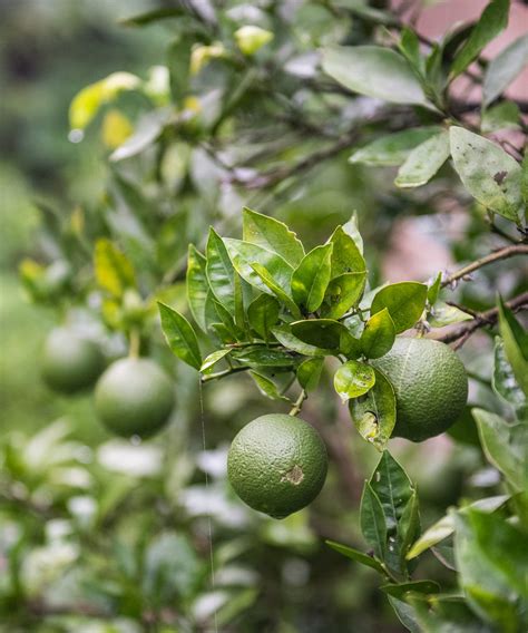 How to prune a lime tree - expert tips for correct trimming | Homes ...