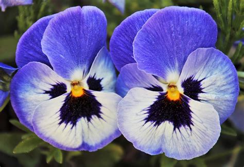 Cold weather pansies for spectacular color all season long.