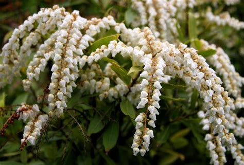 The 11 Best Flowering Shrubs for Early Spring