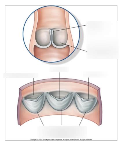 Pulmonary semilunar valve Diagram | Quizlet