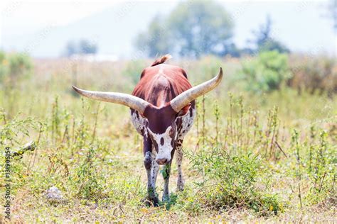 The Texas Longhorn is a breed of cattle known for its characteristic horns, which can extend to ...