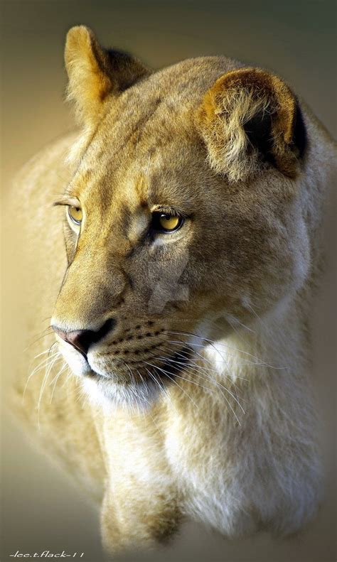 lioness by photoflacky on DeviantArt. Female feline power & dignity. | Big cats art, Animals ...