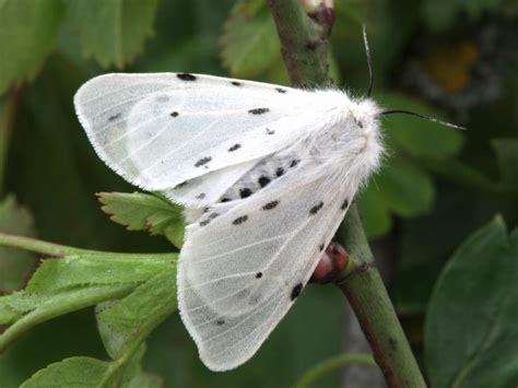 Muslin Moth | Butterfly Conservation