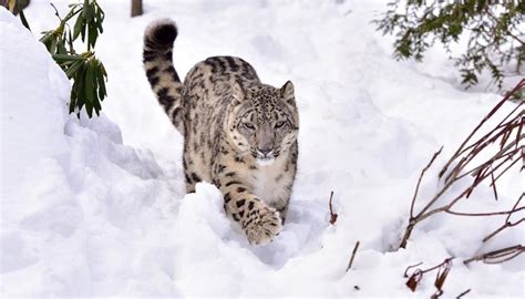 Snow Leopard spotted in Lippa-Asra wildlife sanctuary in Himachal Pradesh - BankExamsToday