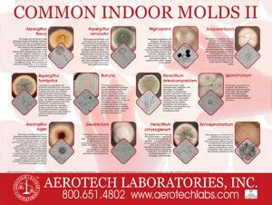 Great info on dealing with mold | Mold and mildew, Black mold symptoms, Mold remediation