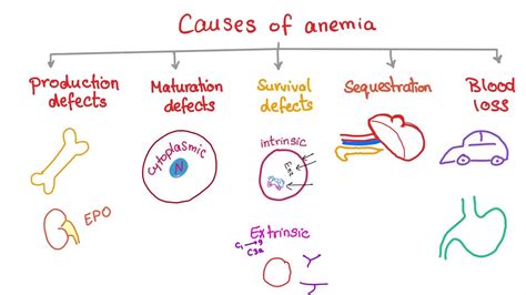 Anemia - Causes and Mechanisms - Fatigue and Pallor - Hematology Series ...