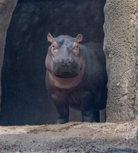 Cincinnati Zoo Offering Virtual Tours During COVID-19 Pandemic | Family ...