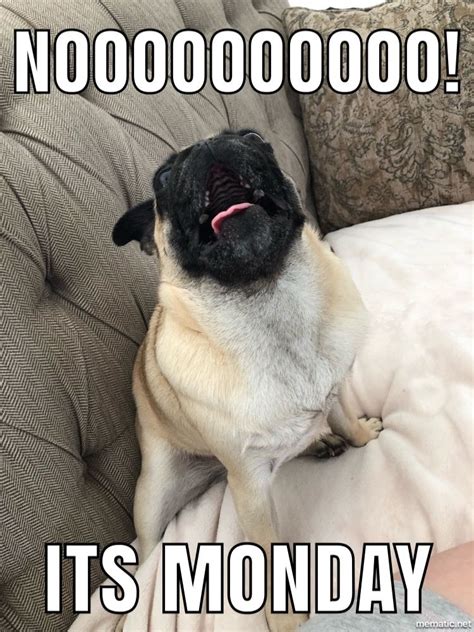 #Memes #Monday #Pug | Pugs funny, Pugs funny meme, Pug memes