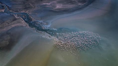 Bing HD Wallpaper Mar 13, 2024: Lesser flamingos, Lake Magadi, Kenya ...