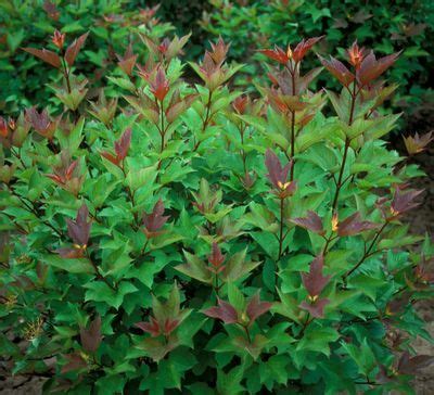 Viburnum trilobum 'Red Wing' - bright red fruit, dark wine fall color ...