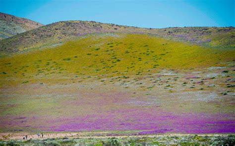 Chile's Atacama Desert explodes into a superbloom Photos | Image #91 - ABC News