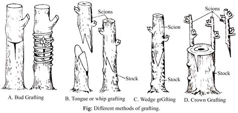 ARTIFICIAL VEGETATIVE PROPAGATION - CUTTING, LAYERING, GRAFTING