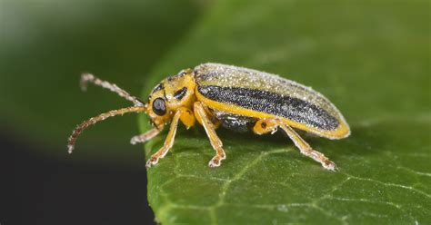 Elm Leaf Beetle Facts & Control: Get Rid of Elm Leaf Beetles