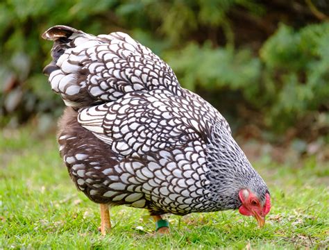 Poultry Breed Classes | EcoFarming Daily