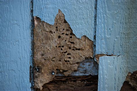 Signs of Termites: Here’s What to Look For - Vulcan Termite & Pest Control