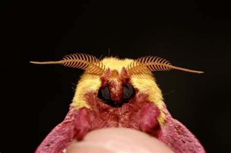 The most adorable silk moth ever. : awwnverts