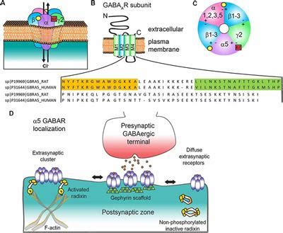 Frontiers | Neurobiology and Therapeutic Potential of α5-GABA Type A Receptors