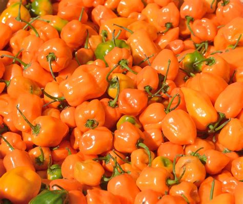 60 Orange Habanero Seeds - 1/2 gram - Buy 2 orders get 1 order FREE -B – Zellajake Farm and Garden