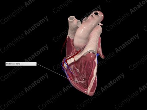 Septomarginal Trabecula | Complete Anatomy