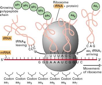 How do mRNA, tRNA and rRNA work together in translation to build protein? | Socratic