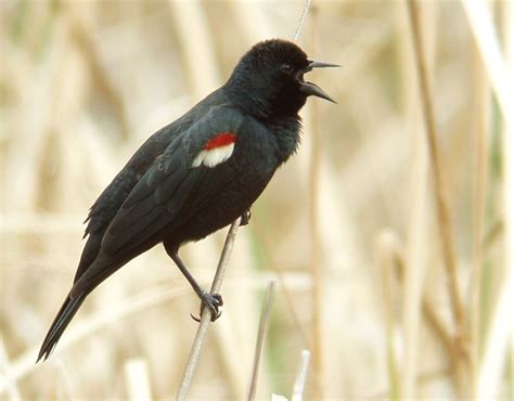 Tricolored Blackbird - BirdForum Opus | BirdForum