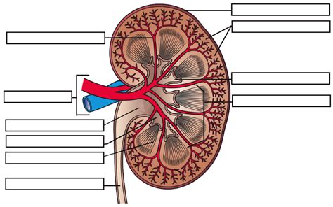 Urinary System Labeling