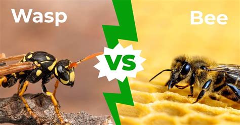 Whats The Difference Between Wasps And Bees Earthrangers | Images and ...