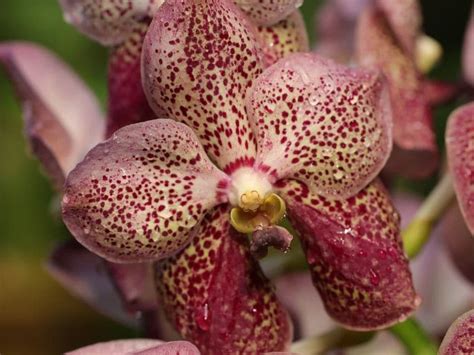 Phalaenopsis Orchids: Types, How to Grow and Care | Florgeous