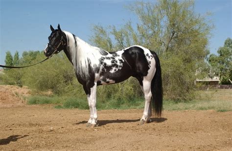 Black Tobiano - Paint Horse stallion | Animals | Pinterest