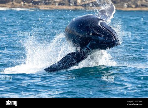 Humpback whale calf breaching off Sydney's North Head, Sydney, Australia Stock Photo - Alamy