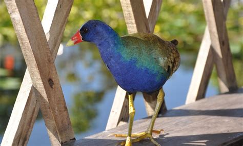 Everglades Airboat Tour - Everglades Safari Park | Groupon