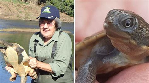 Endangered Mary River turtles in decline, new research finds | The Courier Mail