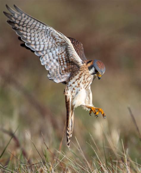 Robin Loznak Photography: Hunting kestrel in Oregon