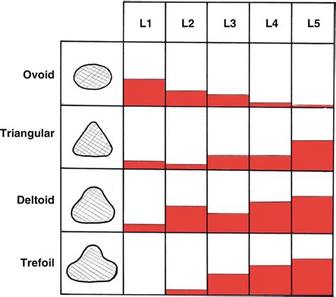 Spinal Canal | Musculoskeletal Key